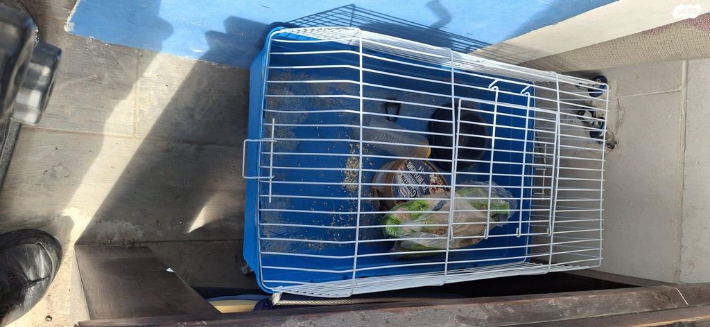 תמונת מודעה - חיות מחמד