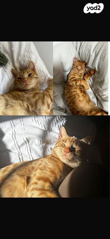 תמונת מודעה - חיות מחמד