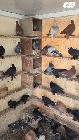 תמונת מודעה - חיות מחמד