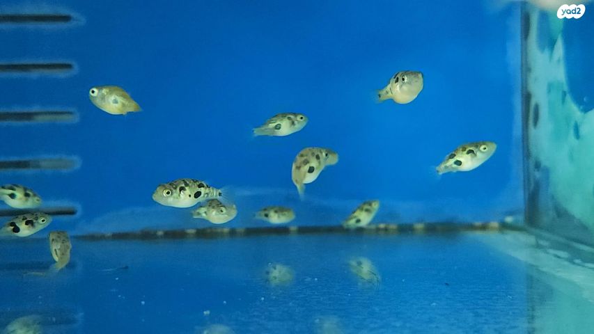 תמונת מודעה - חיות מחמד