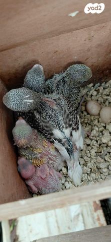 תמונת מודעה - חיות מחמד