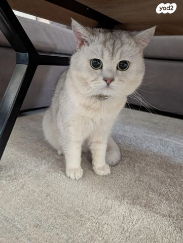 תמונת מודעה - חיות מחמד