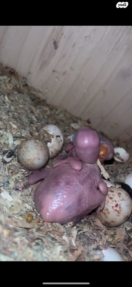 תמונת מודעה - חיות מחמד