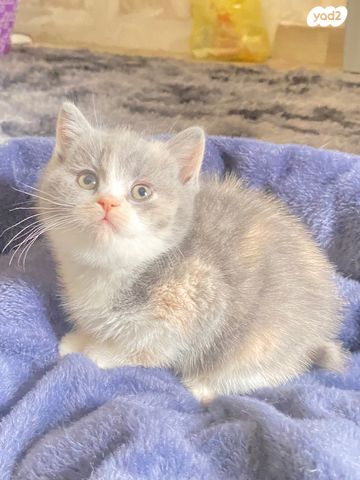 תמונת מודעה - חיות מחמד