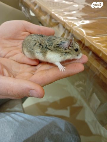 תמונת מודעה - חיות מחמד