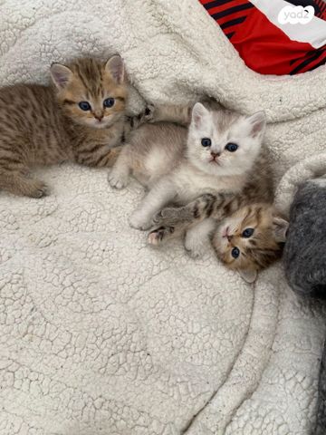 תמונת מודעה - חיות מחמד