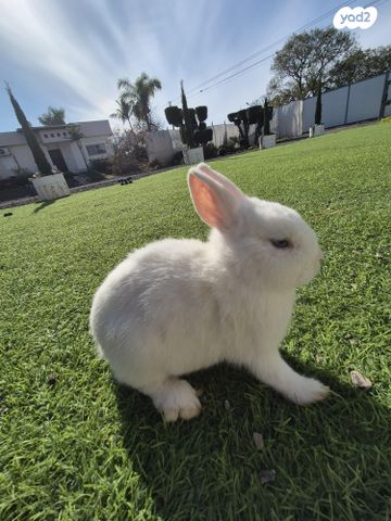 תמונת מודעה - חיות מחמד