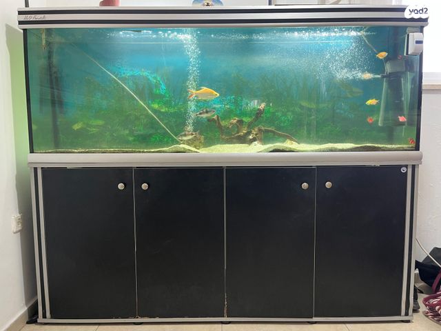 תמונת מודעה - חיות מחמד