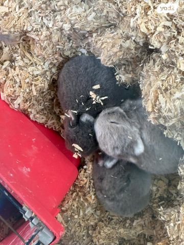 תמונת מודעה - חיות מחמד