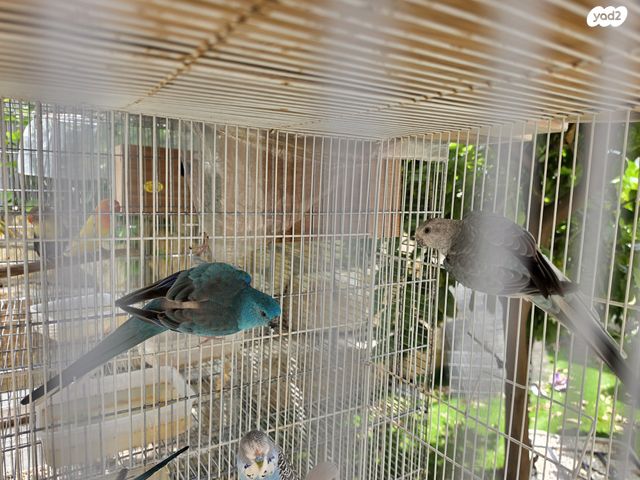 תמונת מודעה - חיות מחמד