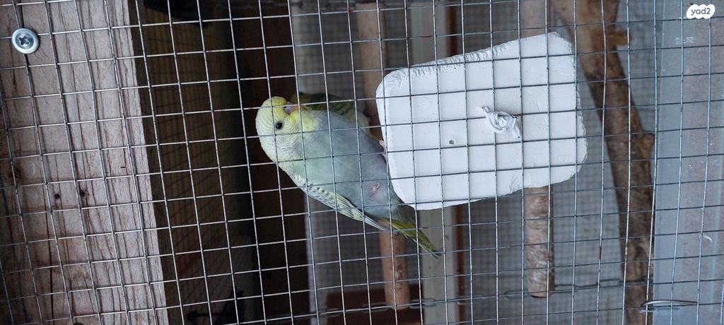 תמונת מודעה - חיות מחמד