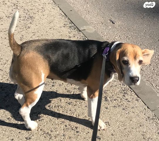 תמונת מודעה - חיות מחמד