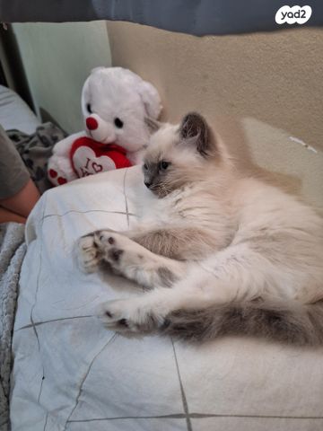 תמונת מודעה - חיות מחמד