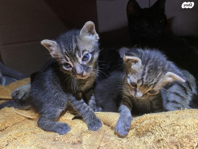 תמונת מודעה - חיות מחמד