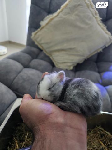 תמונת מודעה - חיות מחמד