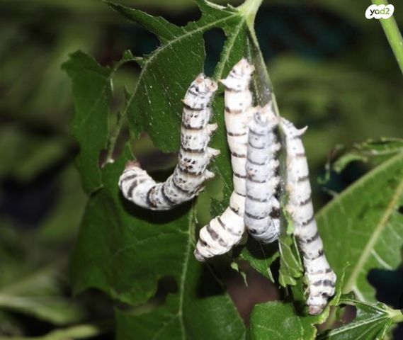 תמונת מודעה - חיות מחמד