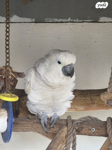 תמונת מודעה - חיות מחמד