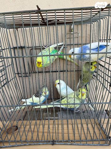 תמונת מודעה - חיות מחמד