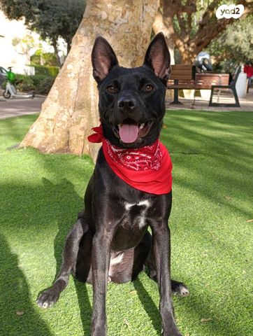 תמונת מודעה - חיות מחמד