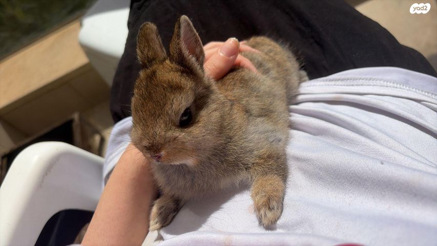 תמונת מודעה - חיות מחמד