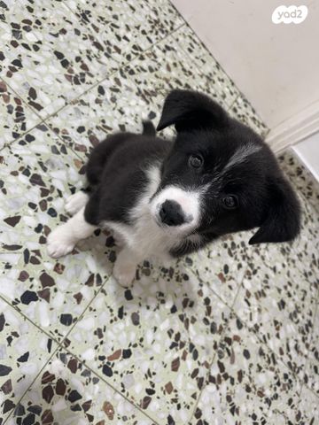 תמונת מודעה - חיות מחמד