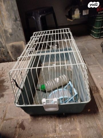 תמונת מודעה - חיות מחמד