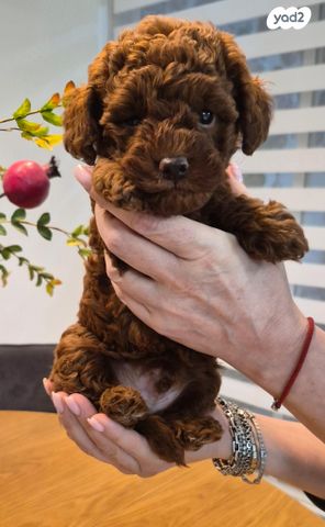 תמונת מודעה - חיות מחמד