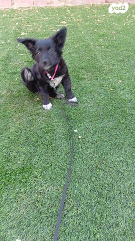 תמונת מודעה - חיות מחמד