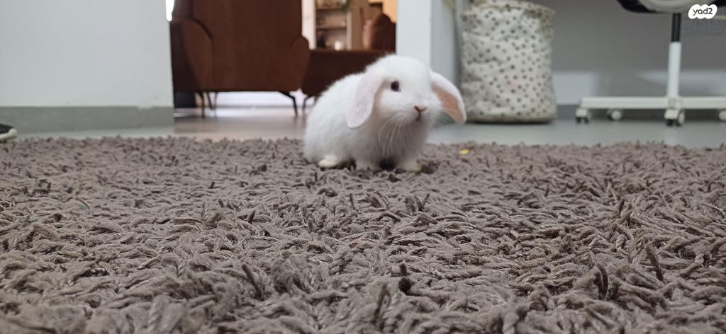 תמונת מודעה - חיות מחמד