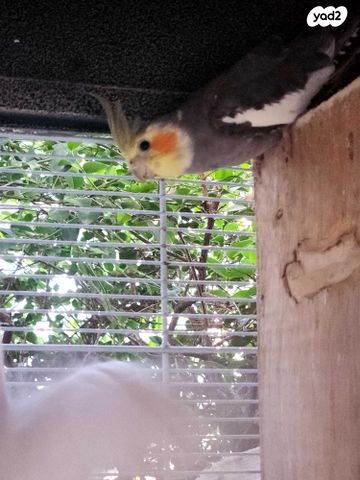 תמונת מודעה - חיות מחמד