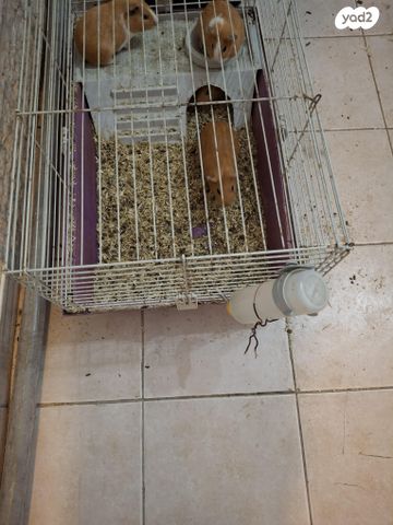 תמונת מודעה - חיות מחמד