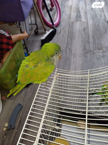 תמונת מודעה - חיות מחמד