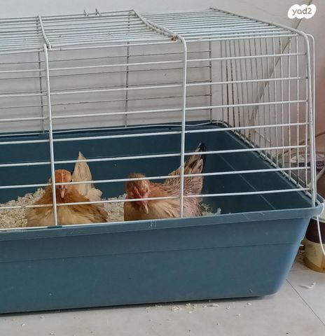 תמונת מודעה - חיות מחמד