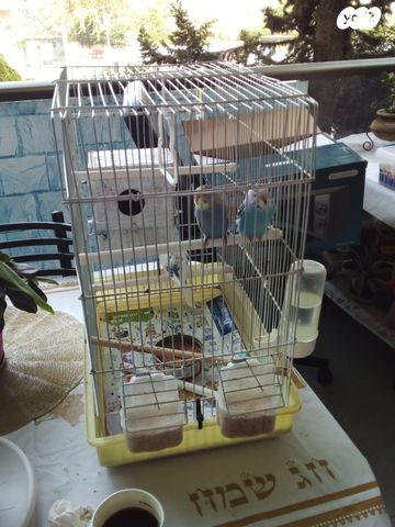 תמונת מודעה - חיות מחמד