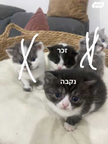 תמונת מודעה - חיות מחמד