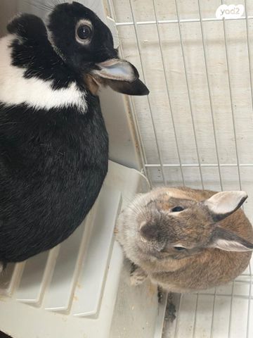 תמונת מודעה - חיות מחמד