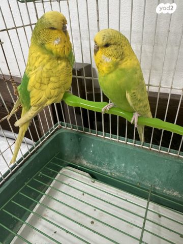 תמונת מודעה - חיות מחמד