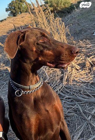 תמונת מודעה - חיות מחמד