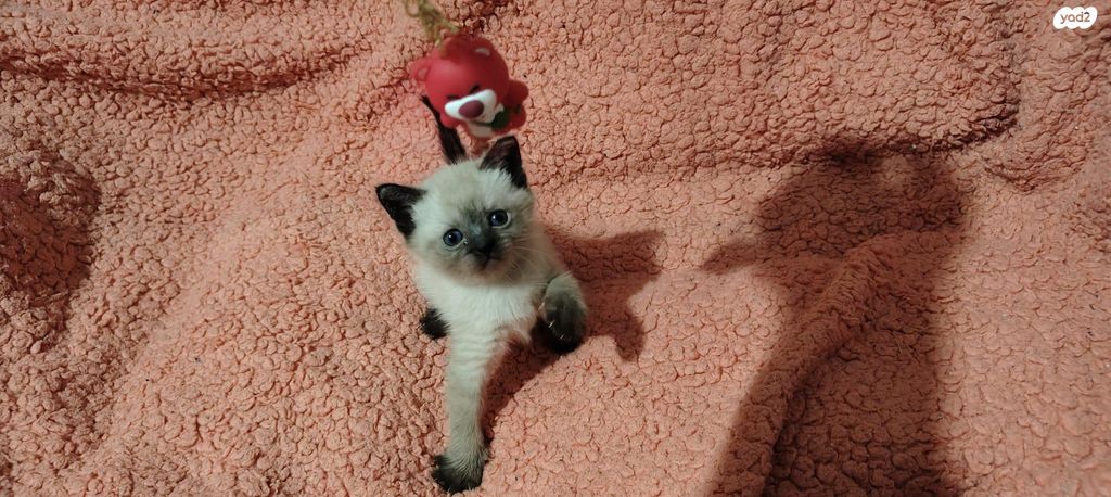 תמונת מודעה - חיות מחמד