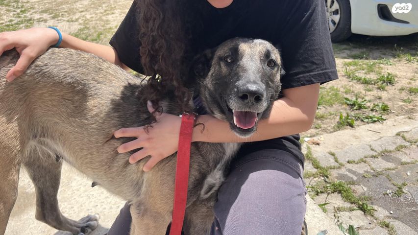 תמונת מודעה - חיות מחמד