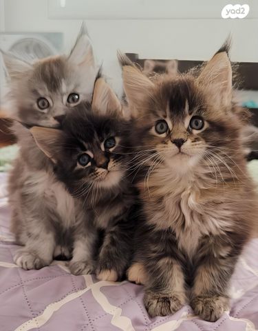 תמונת מודעה - חיות מחמד