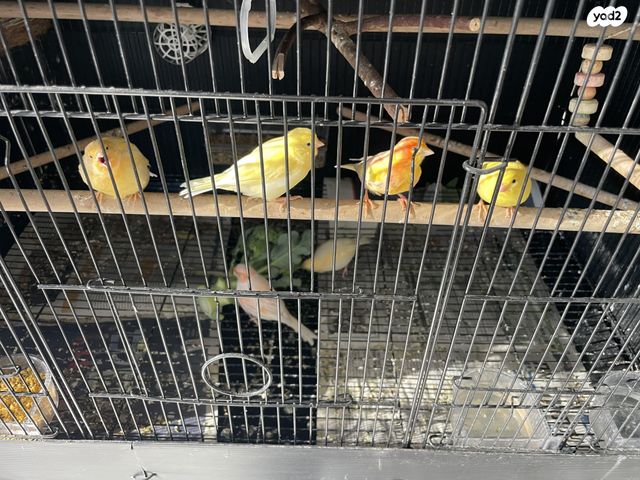 תמונת מודעה - חיות מחמד