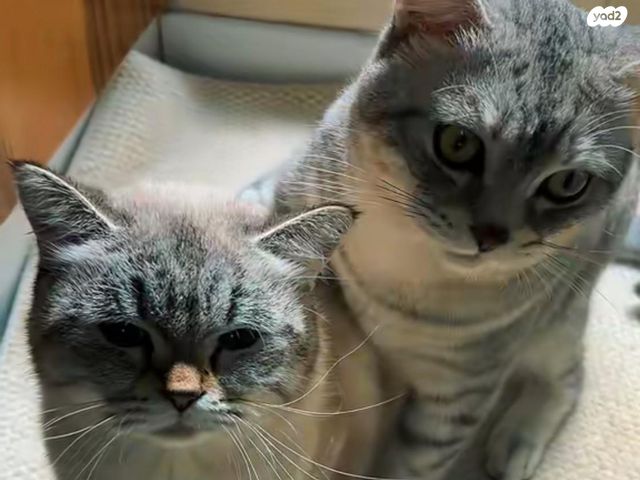 תמונת מודעה - חיות מחמד