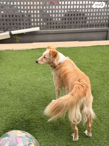 תמונת מודעה - חיות מחמד