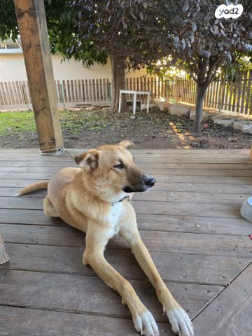 תמונת מודעה - חיות מחמד