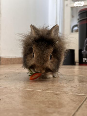 תמונת מודעה - חיות מחמד