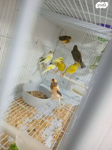 תמונת מודעה - חיות מחמד