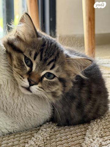 תמונת מודעה - חיות מחמד