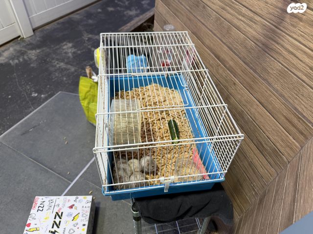 תמונת מודעה - חיות מחמד