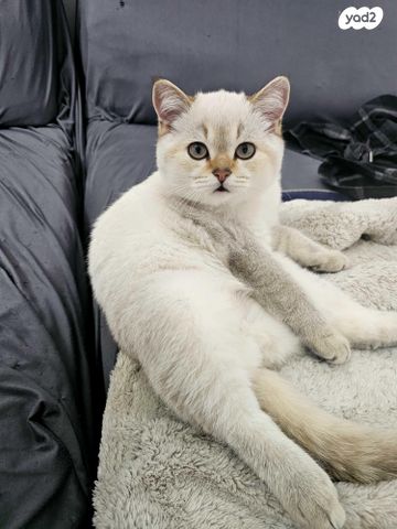 תמונת מודעה - חיות מחמד